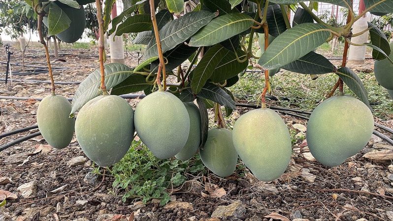 antalya'da yetiştirilen mango yurt dışından da alıcı buluyor