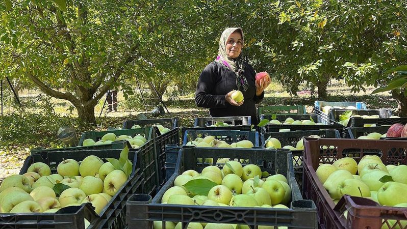 Isparta'dan yıl sonuna kadar 200 bin ton elma ihraç edilecek