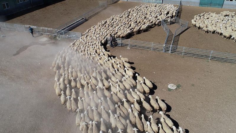 malya tarım i̇şletmesi, yerli koyun yetiştiriciliğine katkı sağlıyor