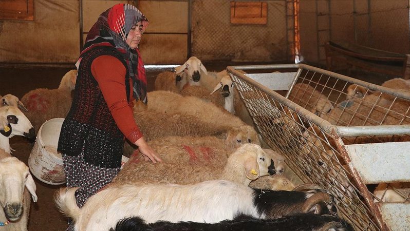 yozgatlı kadın çiftçi, hibe desteğiyle aldığı koyun sayısını 5 yılda 5 katına çıkardı