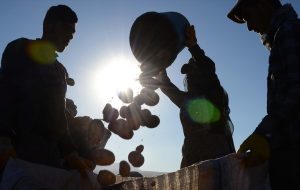 eskişehirli kadın çiftçi ata tohumuyla kuru fasulye üretiyor