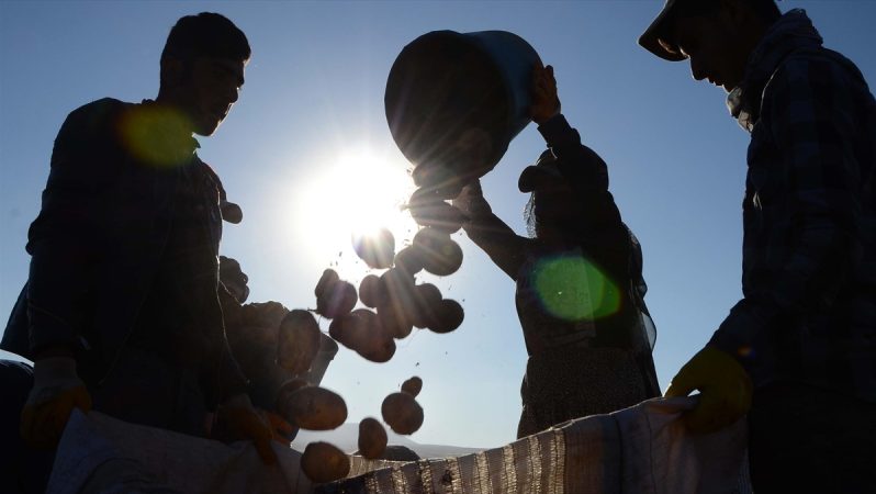 çiftçilere patates siğiline karşı verilen desteğin tutarı artırıldı