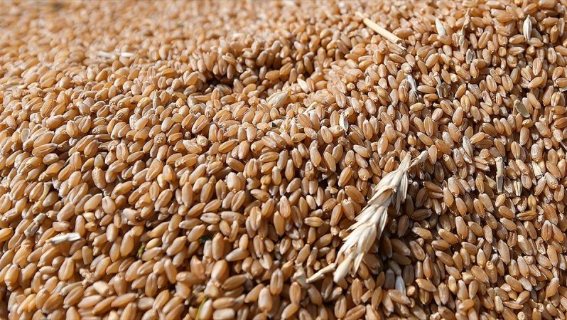 rusya'nın tahıl anlaşmasına geri dönmesiyle buğday fiyatları yüzde 6'nın üzerinde düşüş kaydetti
