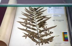 Trakya Üniversitesindeki 'herbaryum' 25 binden fazla bitki örneğiyle rehber oluyor