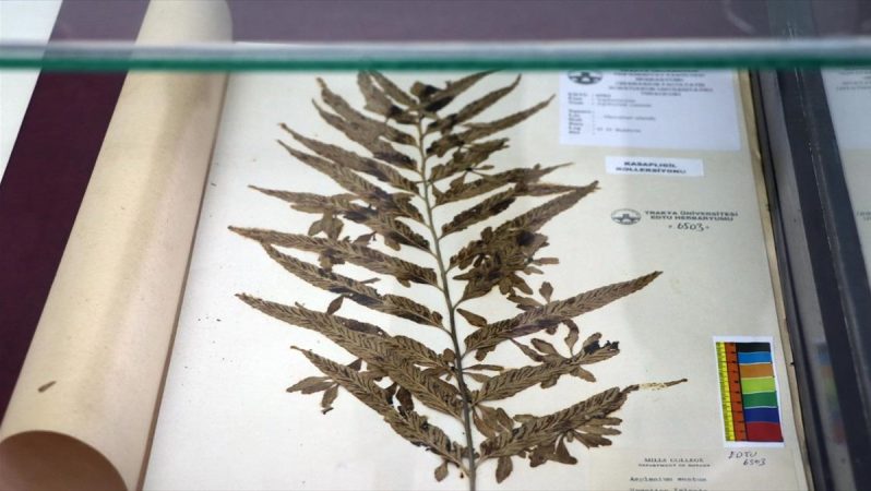 trakya üniversitesindeki 'herbaryum' 25 binden fazla bitki örneğiyle rehber oluyor